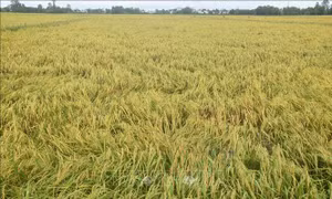 Mưa lớn kéo dài gây khó khăn trong thu hoạch lúa Hè Thu