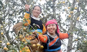 Mùa thu hoạch sơn tra ở huyện Bắc Yên (Sơn La)