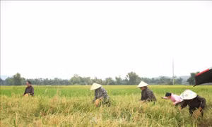 Ứng phó bão số 1: Lên phương án tiêu úng, bảo vệ lúa mới gieo cấy
