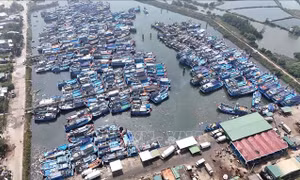 Ngư dân linh hoạt giữa thời 'bão' giá