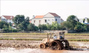 Trên 38% diện tích có nước để gieo cấy vụ Đông Xuân