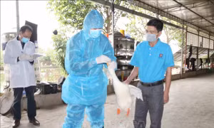 Khống chế, ngăn chặn nguy cơ dịch cúm gia cầm lây lan trên diện rộng