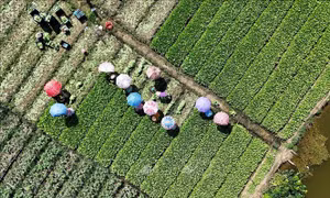 Phụ nữ xứ Gò Công đội ô thu hoạch rau màu