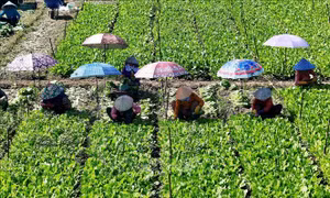 Vùng ngọt hóa Gò Công bội thu rau màu Thu Đông