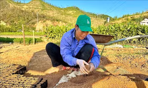 'Nỗi đau' của rừng - Bài cuối: Tái thiết 'lá phổi xanh'