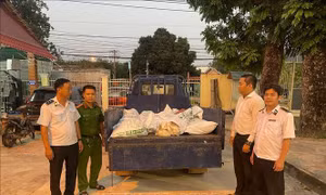 Phát hiện, tiêu hủy 450 kg gà chết không đảm bảo an toàn