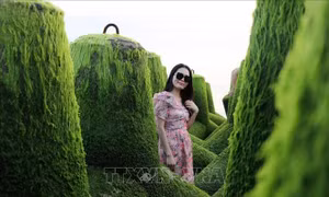 Bãi rêu xanh mướt ở xóm Rớ thu hút du khách