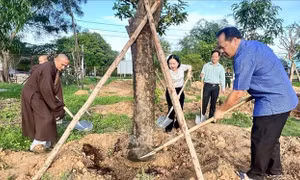 Thành phố Thủ Dầu Một phủ xanh đô thị bằng cây ăn trái trên đất công