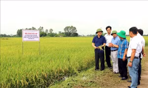 Ứng dụng kỹ thuật canh tác tiên tiến trong sản xuất lúa