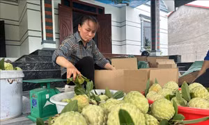 Mùa na ngọt vùng chân núi Tam Đảo