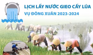 Lịch lấy nước gieo cấy lúa vụ Đông Xuân 2023-2024