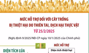 Mức hỗ trợ đối với cây trồng bị thiệt hại do thiên tai, dịch hại thực vật từ 25/2/2025