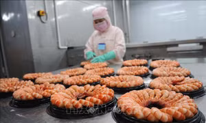 Ngành tôm ổn định sản xuất chờ cơ hội phục hồi
