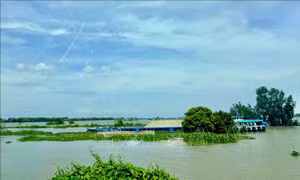 Lũ trên sông Hậu xuống trong vài ngày tới