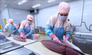 Cá ngừ tăng thị phần tại nhiều thị trường