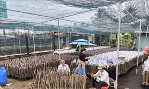 Mít giống hút hàng, tăng giá vào cuối vụ