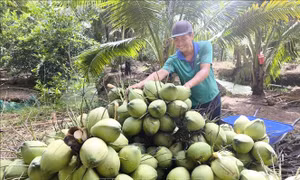 Mở rộng vùng dừa hữu cơ, tăng liên kết để thúc đẩy xuất khẩu