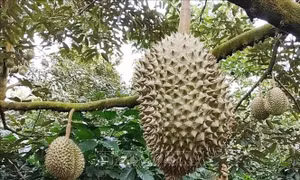 Bình Phước: Cảnh báo tình trạng người dân đổ xô trồng sầu riêng
