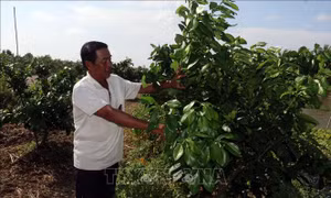 Kiên Giang: Cấp 590 mã số vùng trồng cho các loại cây trồng