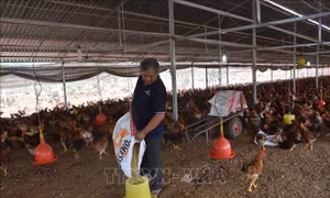Canh cánh nỗi lo thua lỗ vì giá thức ăn chăn nuôi tăng