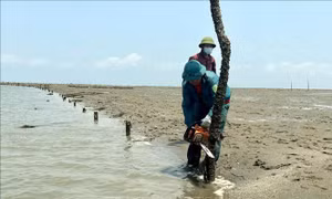 Kiên quyết xử lý tình trạng lấn chiếm bãi triều nuôi trồng thủy sản trái phép