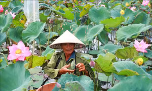 Mở hướng phát triển xanh và chế biến sâu từ cây sen