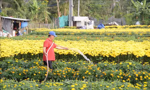 Hoa Tết Đồng Tháp bán sớm, nhà vườn chấp nhận giảm giá
