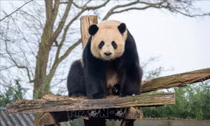 Ba chú gấu trúc khổng lồ của Pairi Daiza chuẩn bị hồi hương về Trung Quốc