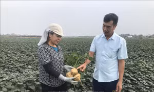 'Thủ phủ' củ đậu Hải Dương giảm 50% sản lượng 