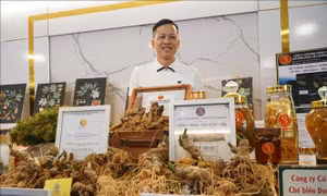 Chuẩn hóa chất lượng, mở cơ hội cho sâm Ngọc Linh trên thị trường quốc tế