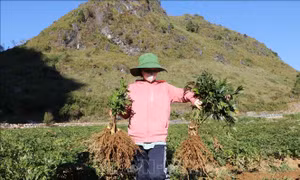 Phát triển cây dược liệu ở Sìn Hồ