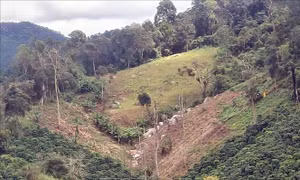 Làm rõ vụ phá rừng trên diện tích 1,41 ha ở Lâm Đồng