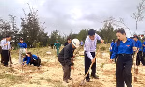 Quảng Trị phấn đấu trồng 3,5 triệu cây xanh, tăng cường 'lá chắn xanh' bảo vệ bờ biển