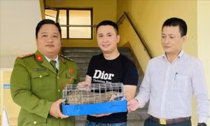 Quảng Trị: Tiếp nhận một cá thể Tê tê quý, hiếm từ người dân