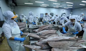 Cá ngừ đột phá thị trường nhỏ
