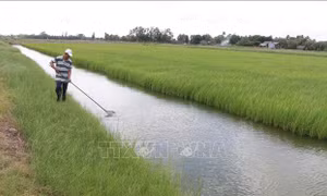 Nông dân trồng lúa hữu cơ được lợi kép