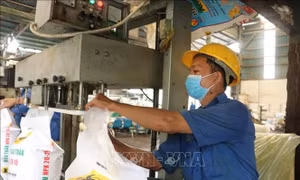 Nguồn cung phân bón đủ nhưng giá vẫn ở mức cao