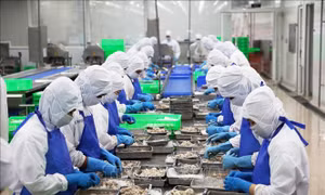 EU ban hành quy định mới về hàm lượng Asen trong cá, thủy sản nhập khẩu
