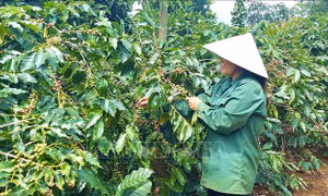 Phát triển cây trồng chủ lực, có thế mạnh cạnh tranh