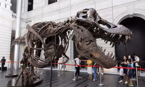 Hủy đấu giá hóa thạch bộ xương khủng long T-rex ở Hong Kong (Trung Quốc)