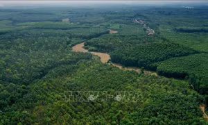 Phê duyệt Đề án phát triển giá trị đa dụng của hệ sinh thái rừng