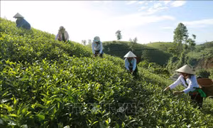 Gỡ khó trong thực hiện Chương trình mục tiêu Quốc gia 1719 ở Phú Thọ