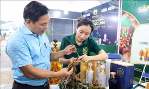 Đà Nẵng quảng bá sâm Ngọc Linh và dược liệu đến với du khách