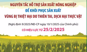 Nguyên tắc hỗ trợ sản xuất nông nghiệp để khôi phục sản xuất vùng bị thiệt hại do thiên tai, dịch hại thực vật
