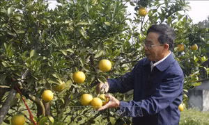Nâng tầm thương hiệu đặc sản cam Vinh