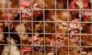 Bài học từ cuộc chiến 30 năm chống cúm gia cầm H5N1 ở châu Á