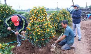 Thị trường hoa, cây cảnh Tết: Nơi trầm lắng, nơi cháy hàng