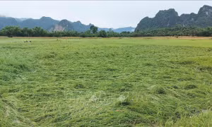 Mưa dông, lốc xoáy khiến nhiều diện tích lúa Đông Xuân sắp thu hoạch bị ngã, hư hại