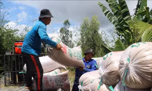 Tây Ninh đẩy nhanh thu hoạch lúa Hè Thu, chủ động bảo vệ sản xuất mùa mưa lũ