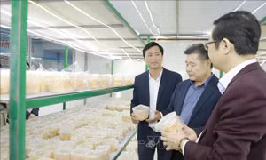 Phú Thọ phát triển mô hình sản xuất OCOP gắn với chuỗi liên kết tiêu thụ
